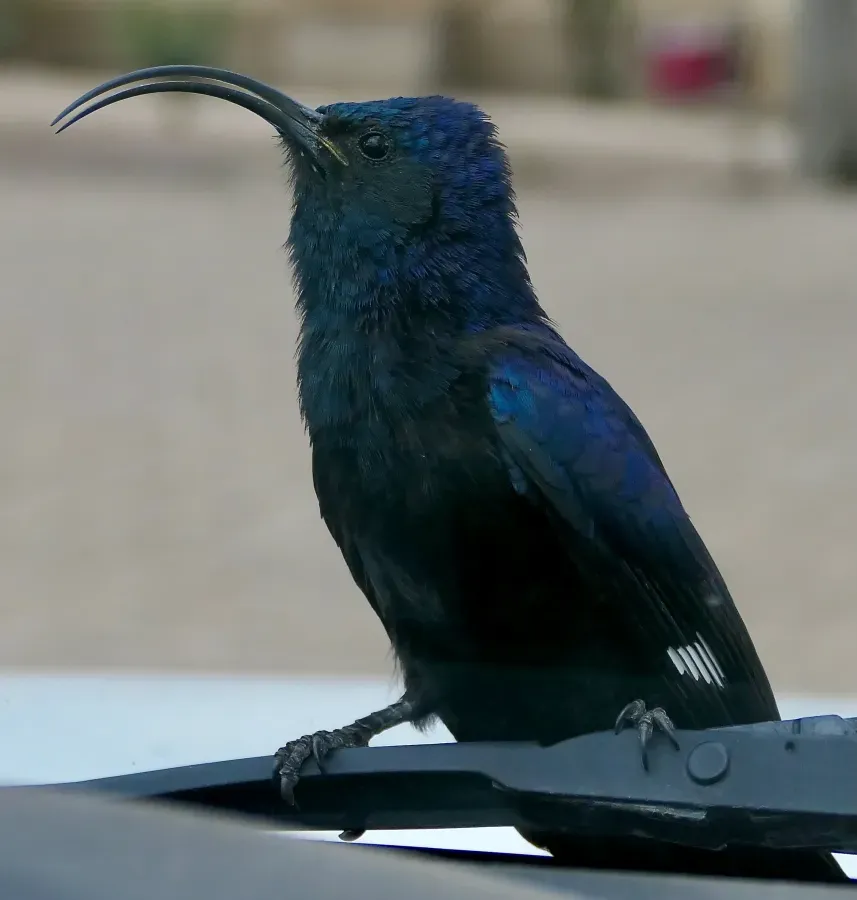 File:Common Scimitarbill (Rhinopomastus cyanomelas) on my wiper.jpg
