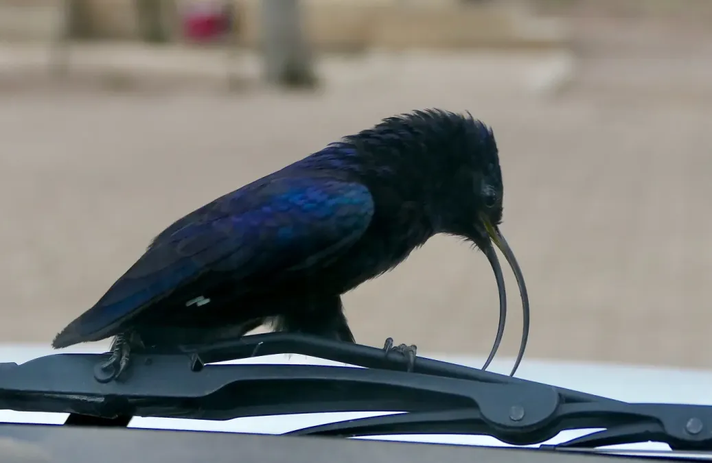 File:Common Scimitarbill (Rhinopomastus cyanomelas) on my wiper ... - 54093698992.jpg