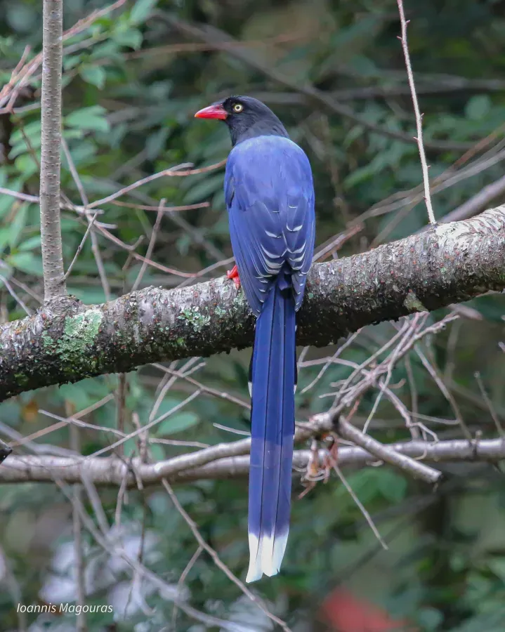 File:Urocissa caerulea 461944834.jpg