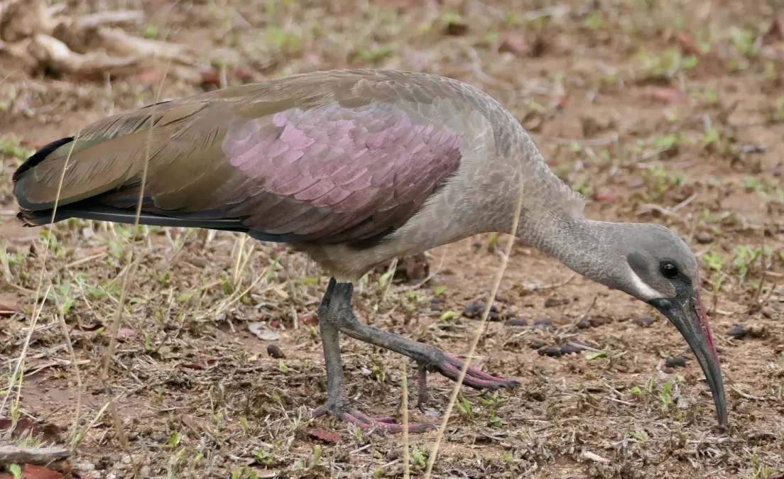 File:Hadada Ibis (Bostrychia hagedash) (54104223686).jpg