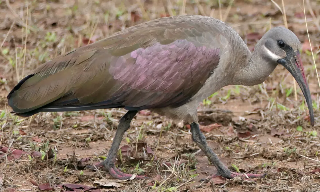 File:Hadada Ibis (Bostrychia hagedash) (54264668833).jpg