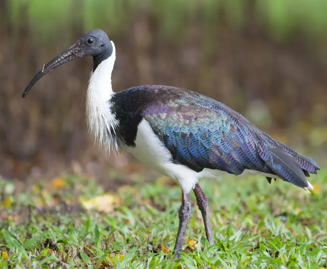 File:Threskiornis spinicollis - Centenary Lakes crop.jpg
