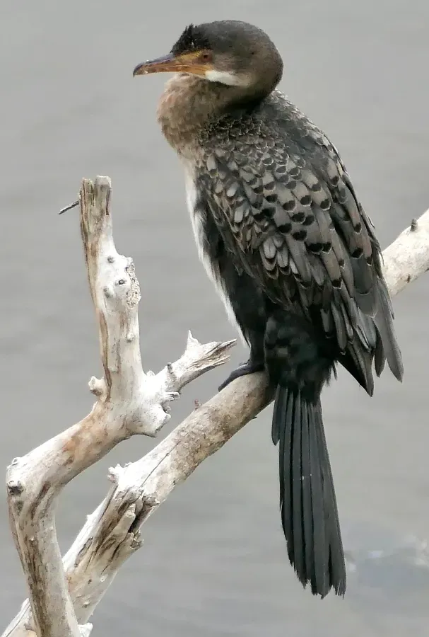 File:Long-tailed Cormorant (Microcarbo africanus).jpg