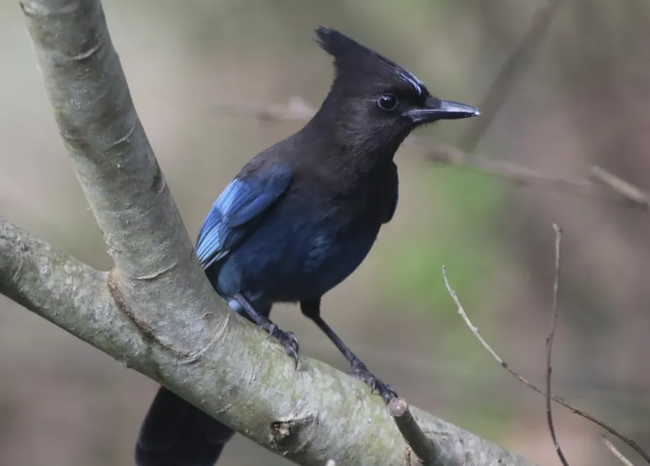 File:Cyanocitta stelleri 462844093.jpg