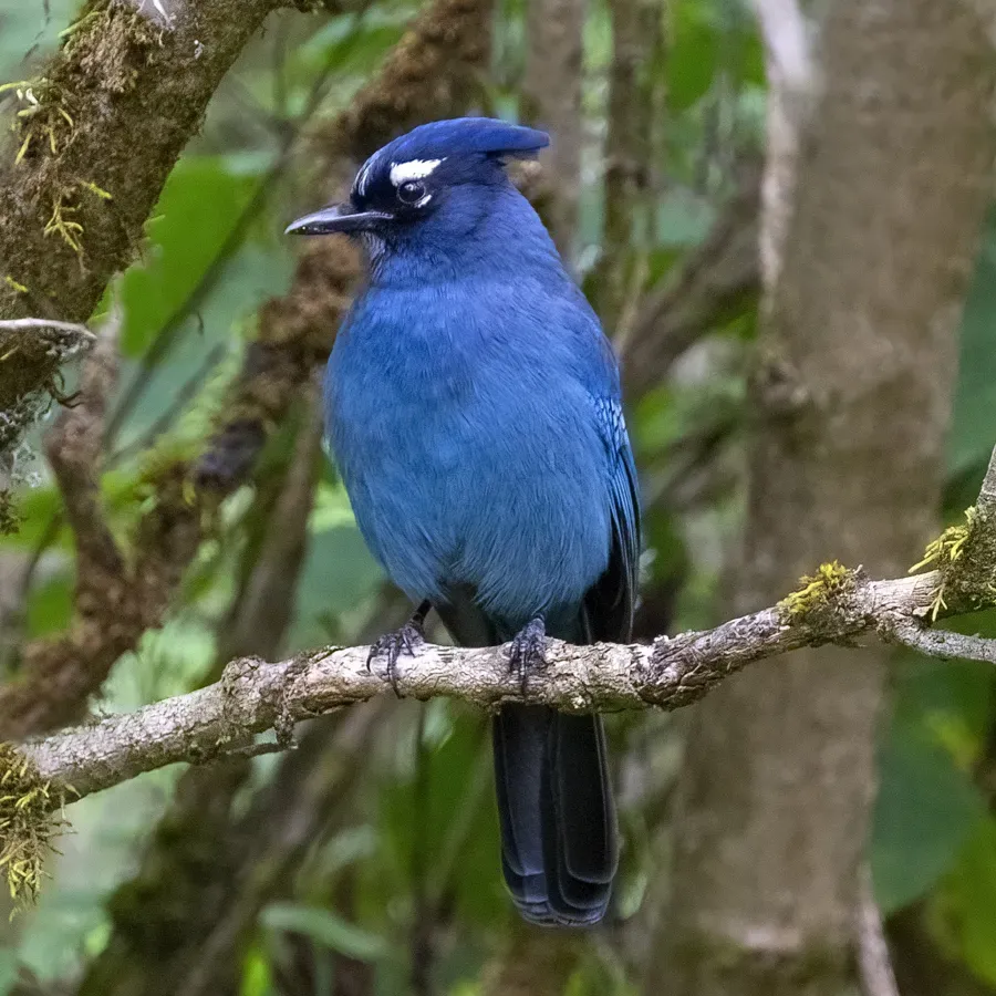 File:Cyanocitta stelleri 459430401.jpg