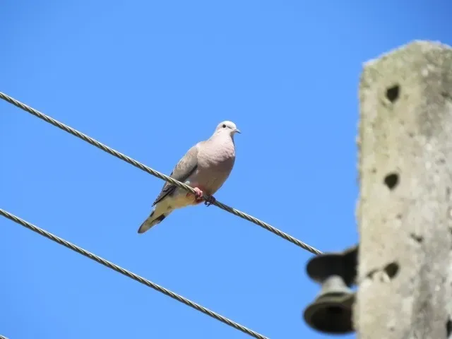 File:Zenaida auriculata - Rafael - 463777807.jpeg
