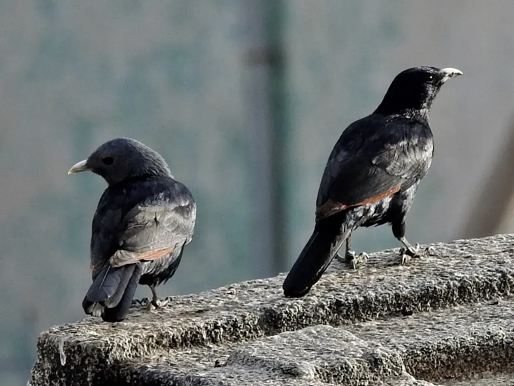 File:Onychognathus albirostris 13345194.jpg