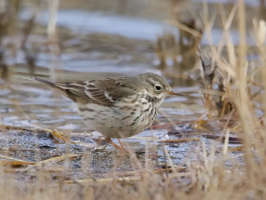 File:Siberian Pipit (Anthus japonicus) (49270701118) (cropped).jpg