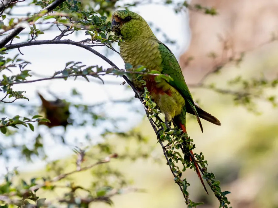 File:Enicognathus ferrugineus Austral Parakeet; El Chaltén, Santa Cruz, Argentina.jpg