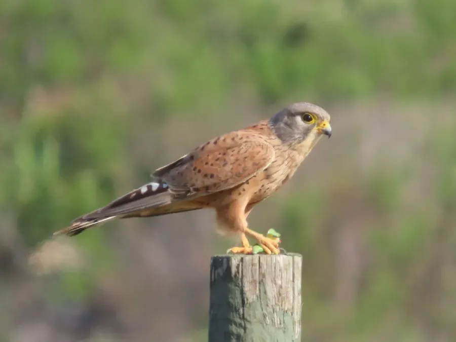 File:Falco rupicolus 457861900.jpg