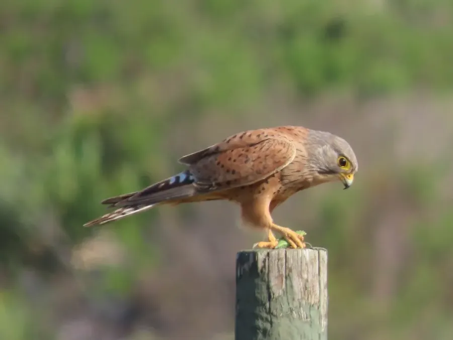 File:Falco rupicolus 457861903.jpg