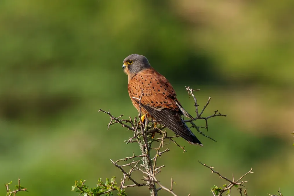 File:Falco rupicolus 409791798.jpg