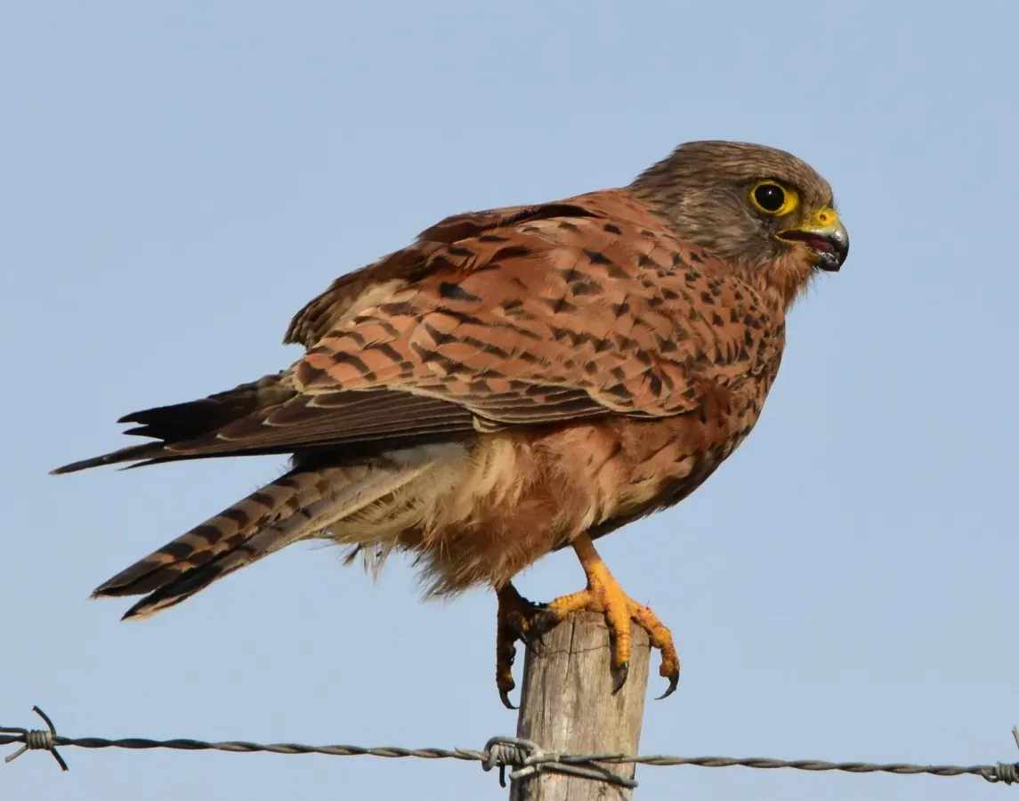 File:Falco rupicolus 397762521.jpg