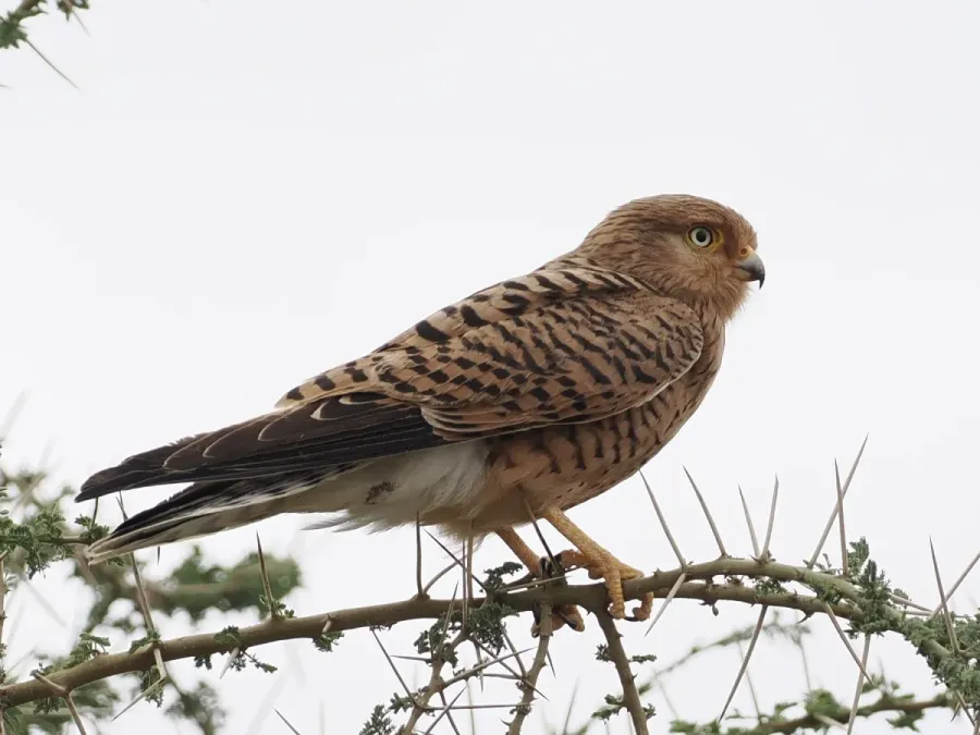 File:Falco rupicoloides 440542662.jpg