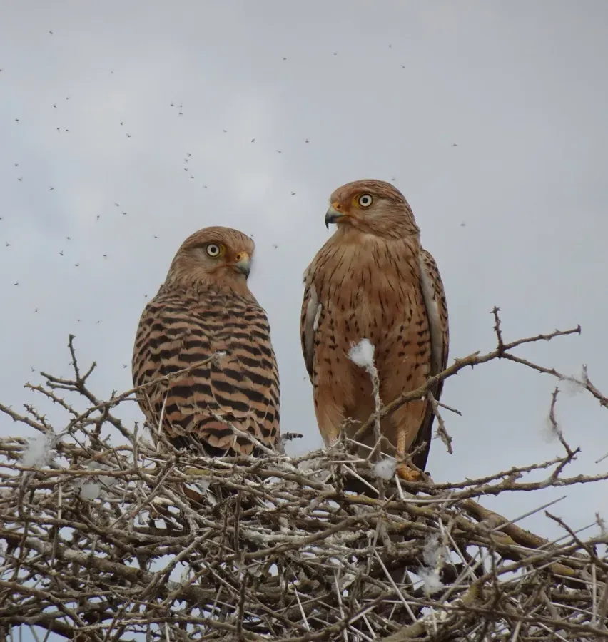 File:Falco rupicoloides 255859091.jpg