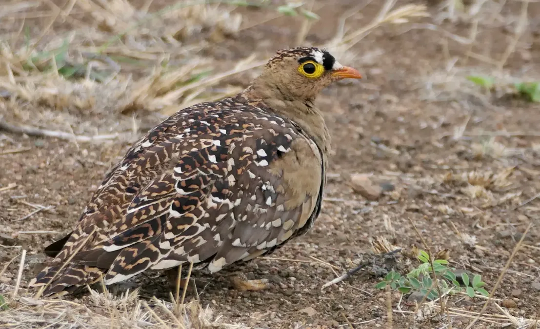 File:Double-banded Sandgrouse (Pterocles bicinctus) male.jpg