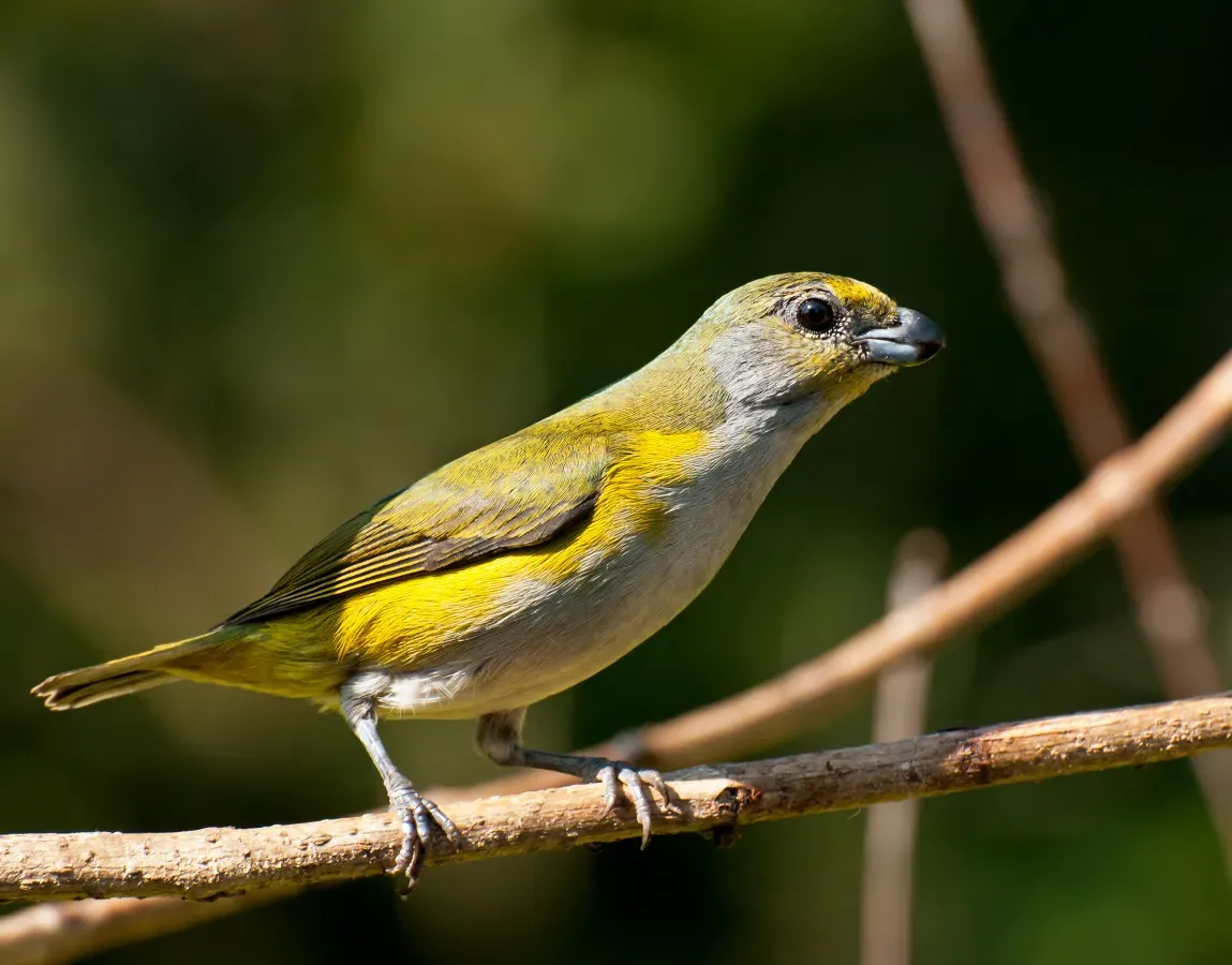 File:Euphonia chalybea -Vale do Ribeira, Registro, Sao Paulo, Brazil-8.jpg