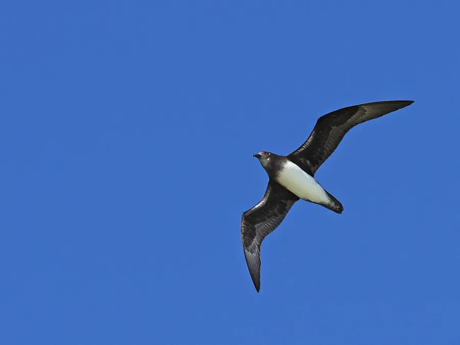 File:Pterodroma alba - June 2024.jpg