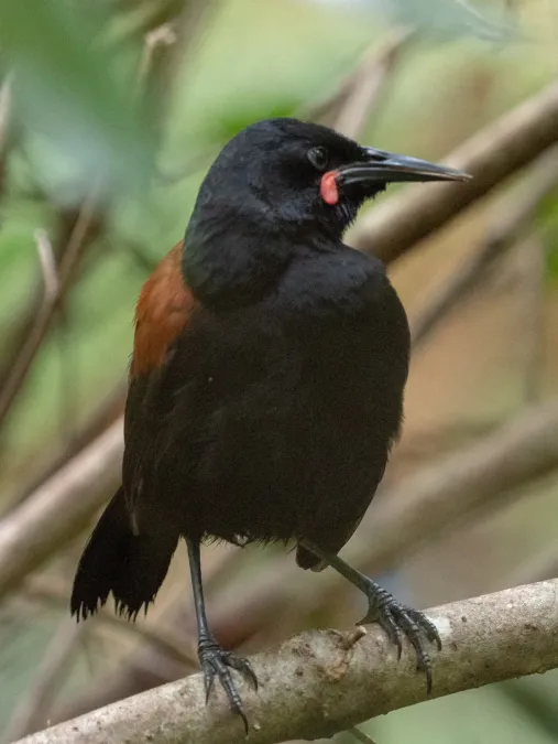 File:Philesturnus carunculatus 60398884.jpg