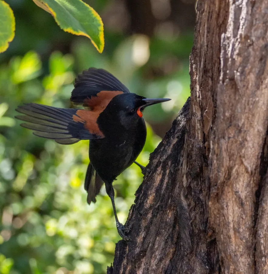 File:Philesturnus carunculatus 456226318.jpg