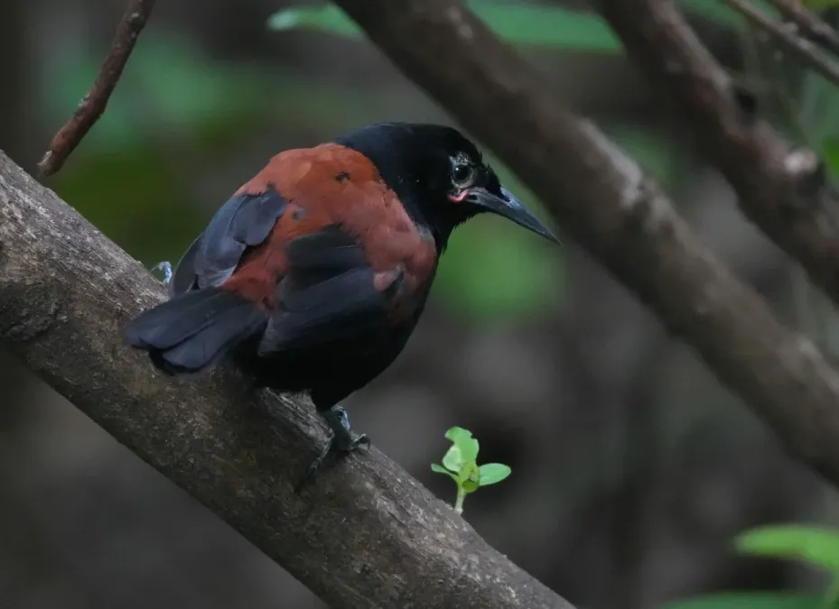File:Philesturnus carunculatus 464270949.jpg