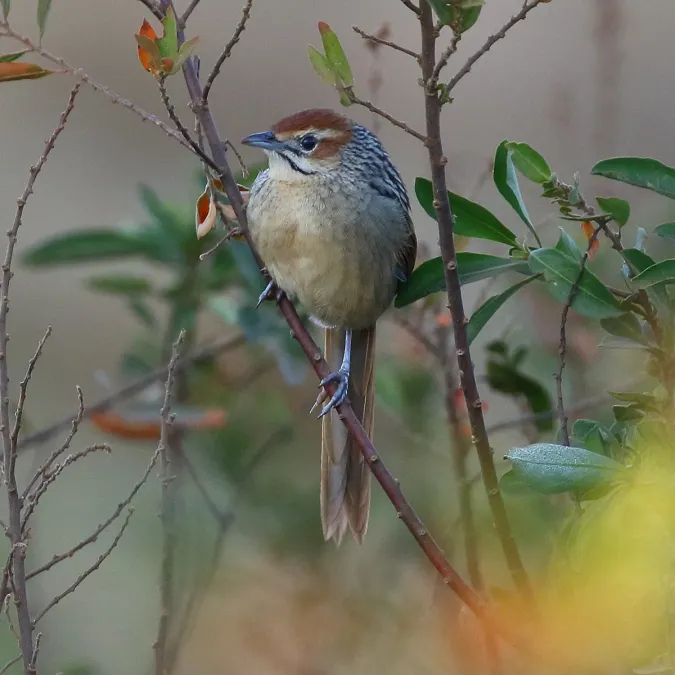 File:Sphenoeacus afer 463408240.jpg