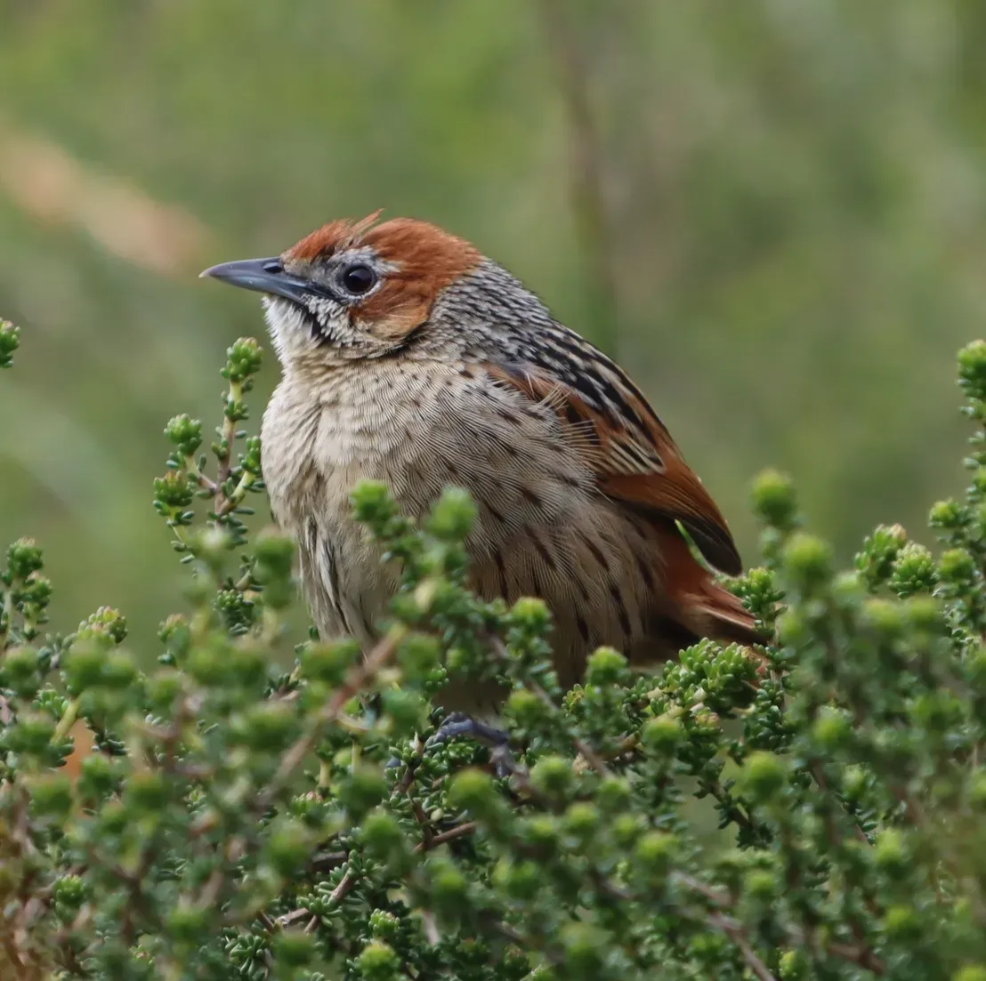 File:Sphenoeacus afer afer 320413699.jpg