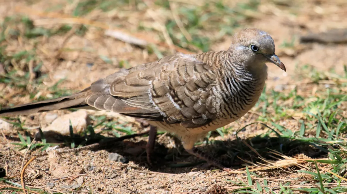 File:Zebra dove Geopelia striata Kauai 4222.jpg