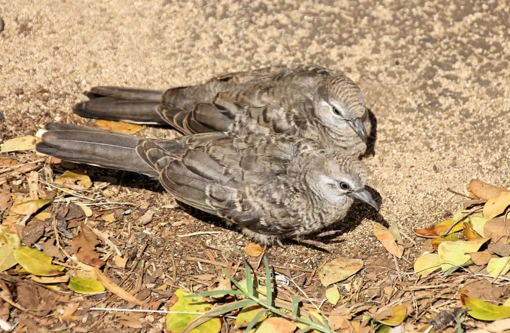 File:Zebra doves Geopelia striata Kauai 6125.jpg