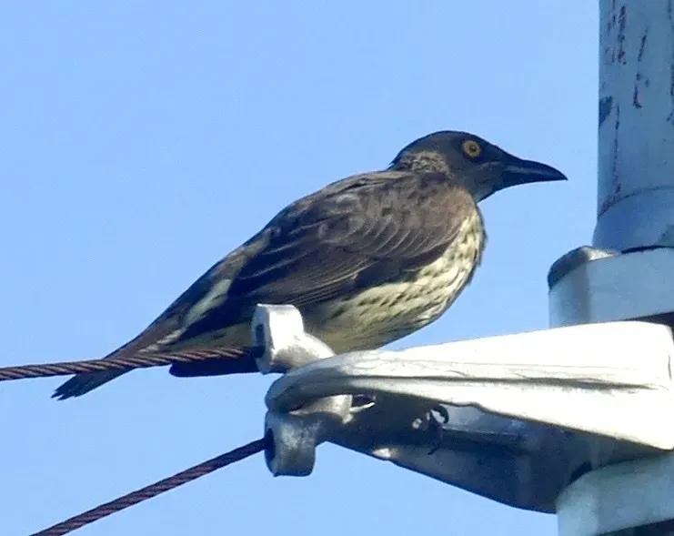 File:Aplonis cantoroides 338428273.jpg