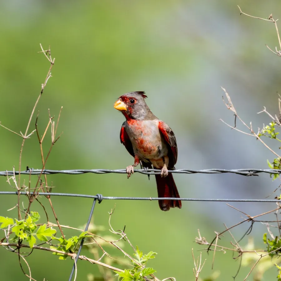 File:Cardinalis sinuatus 448724559.jpg