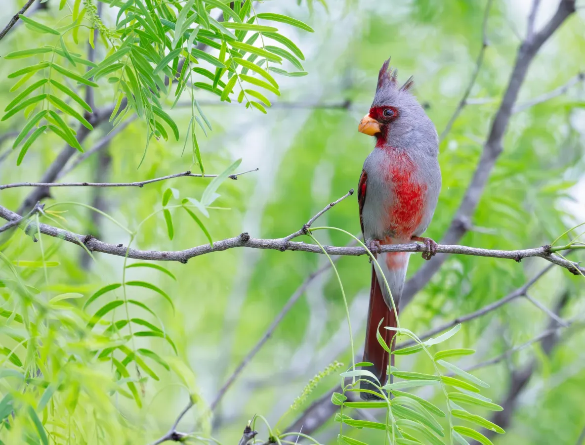 File:Cardinalis sinuatus 419228659.jpg