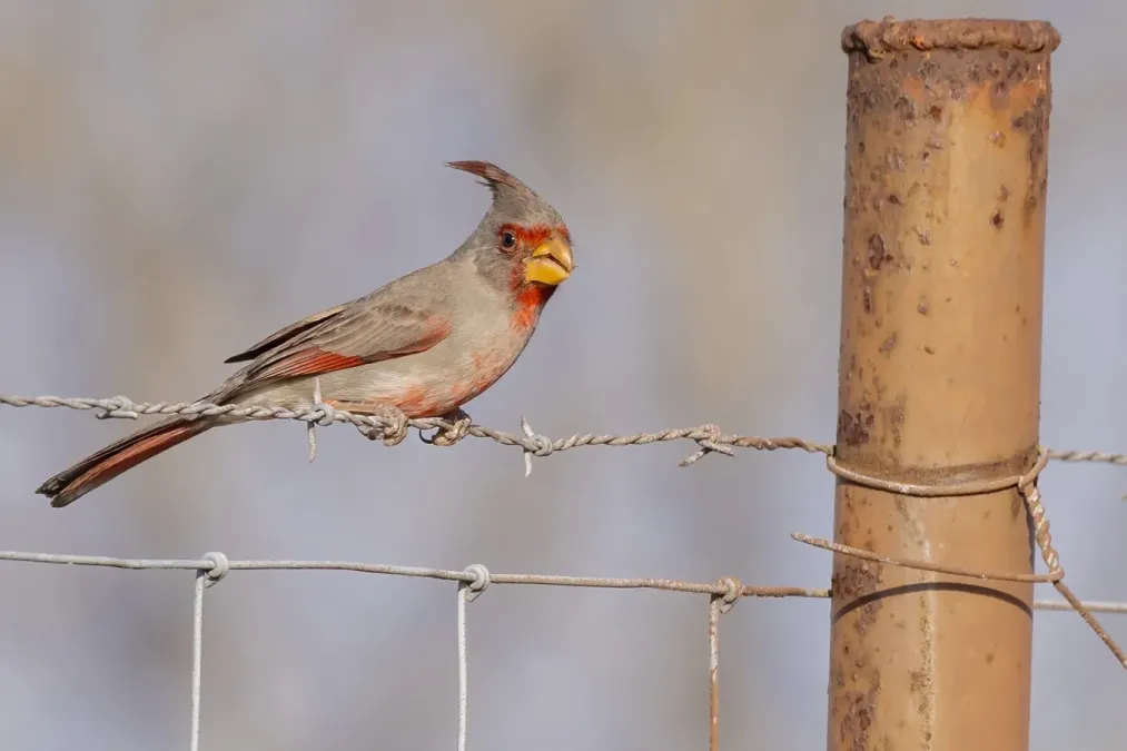 File:Cardinalis sinuatus 403440103.jpg