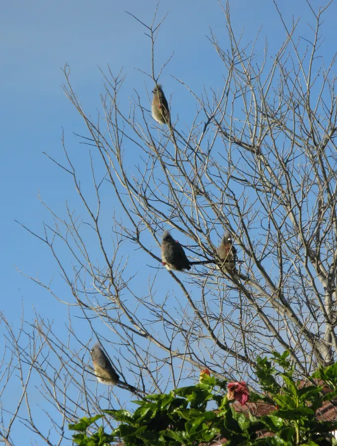 File:White-backed Mousebird, Colius colius 5468s.jpg