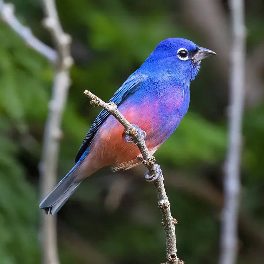 File:Passerina rositae 459432514.jpg