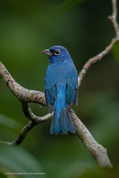 File:Passerina rositae 158676698.jpg