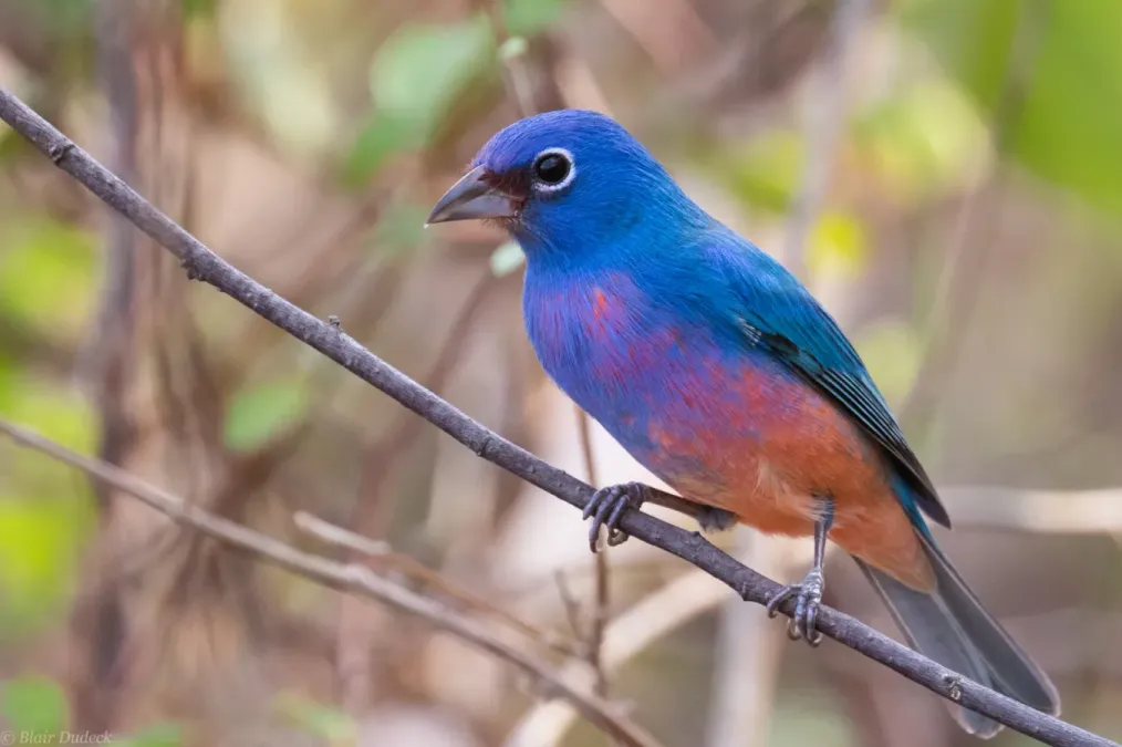 File:Passerina rositae 69460132.jpg