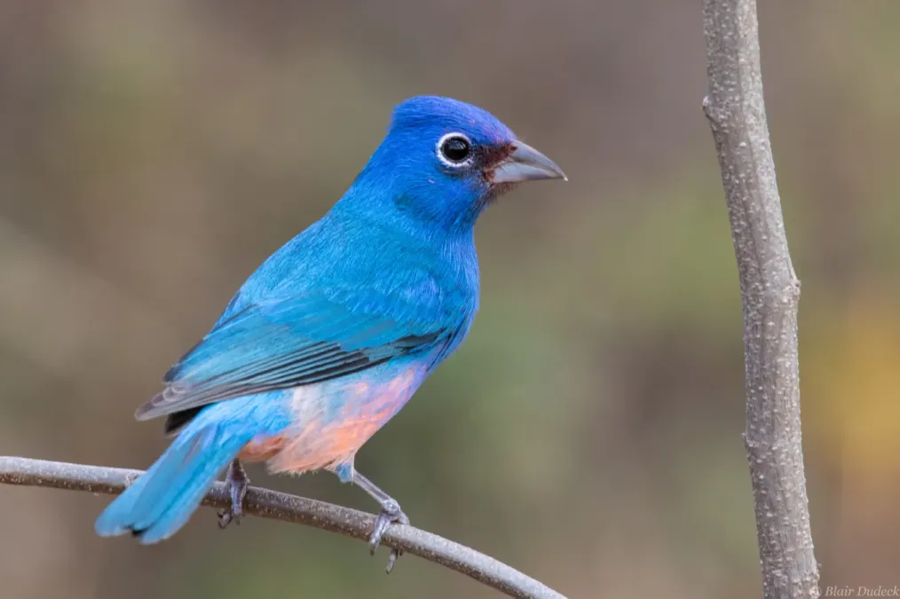 File:Passerina rositae 69460009.jpg