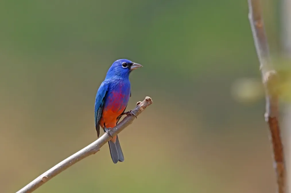 File:Passerina rositae 2029309.jpg