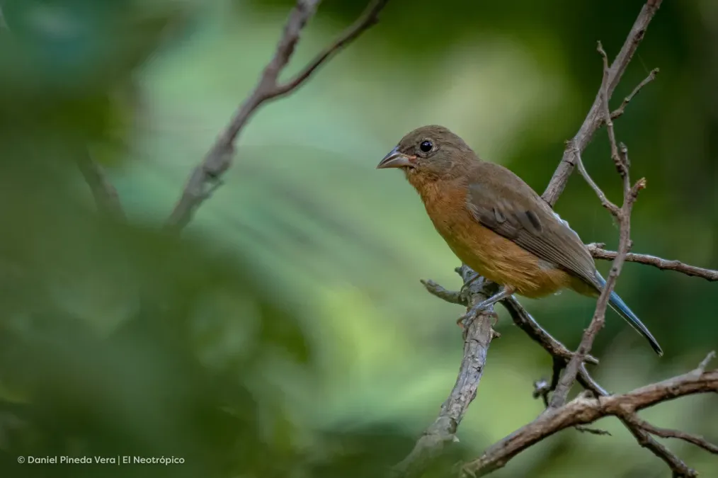 File:Passerina rositae 158676436.jpg