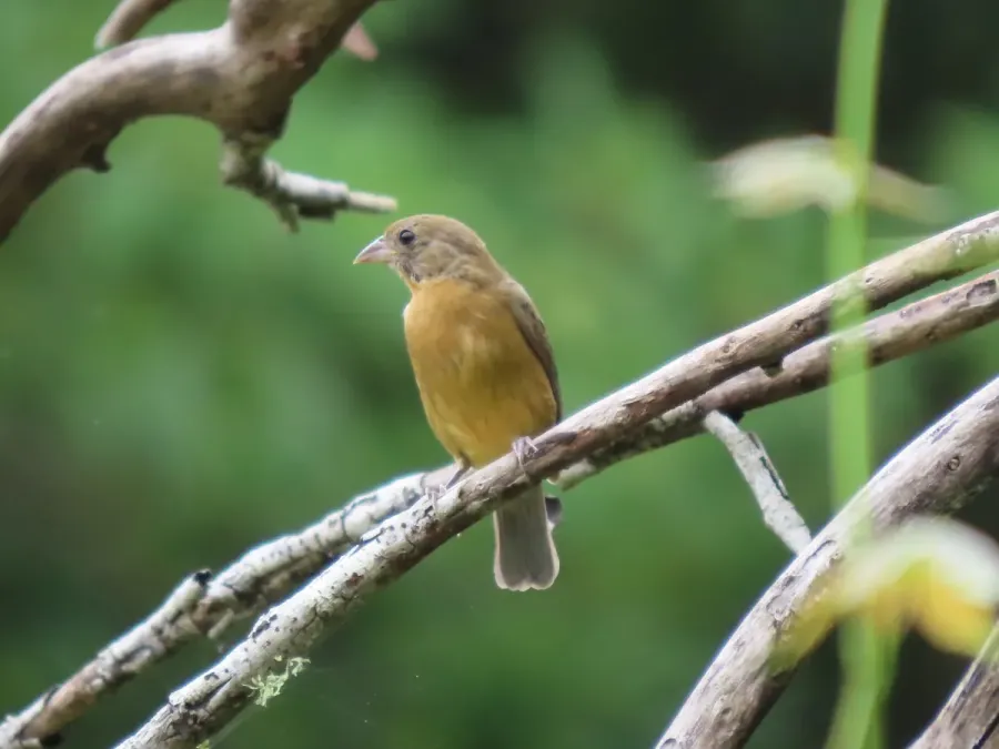 File:Passerina rositae 159724522.jpg