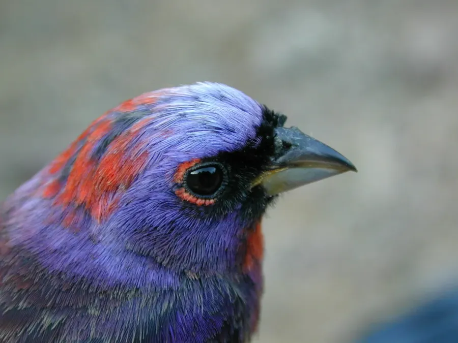 File:Passerina versicolor 298941278.jpg