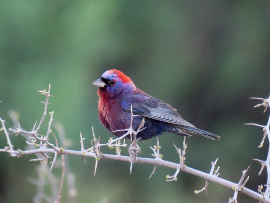 File:Passerina versicolor 313830150.jpg