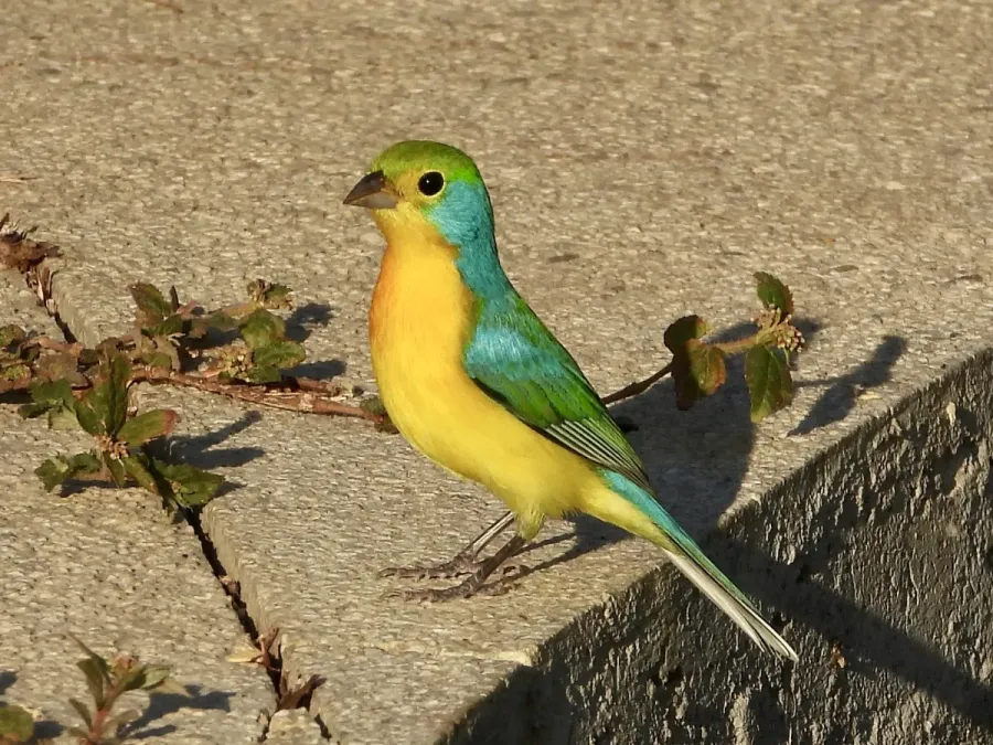 File:Passerina leclancherii 255870645.jpg
