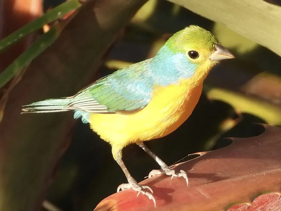 File:Passerina leclancherii 255870678.jpg