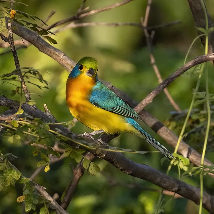 File:Passerina leclancherii 459757473.jpg