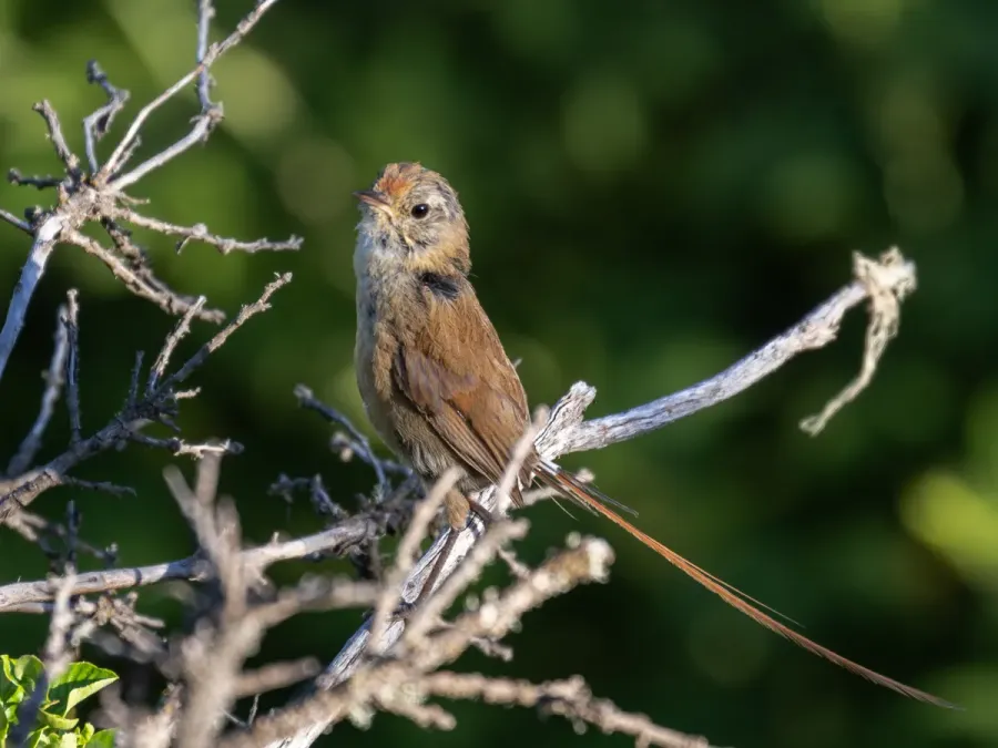 File:Sylviorthorhynchus desmursii Des Murs's Wiretail; Laguna Rosales, San Martín de los Andes, Neuquén, Argentina.jpg