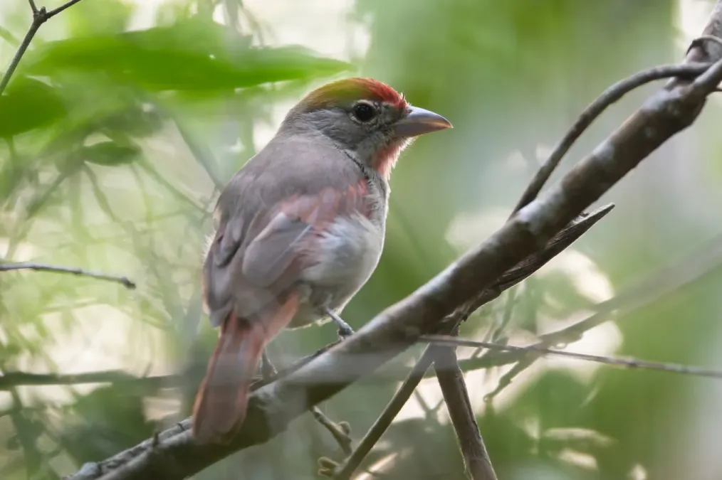 File:Piranga roseogularis 443067329.jpg