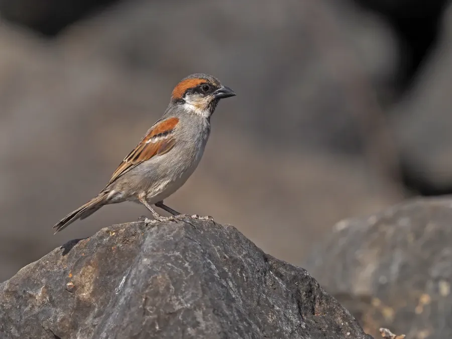 File:Passer insularis - November 2023.jpg