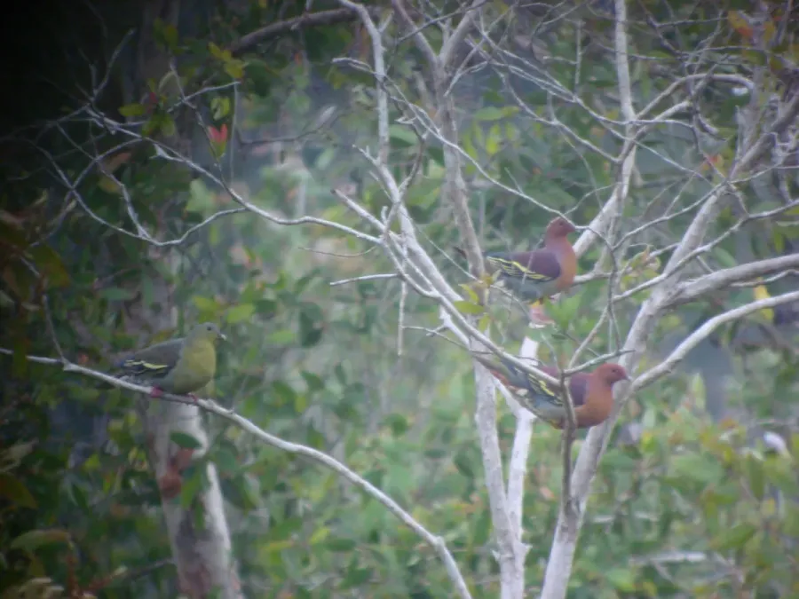File:Treron fulvicollis 351192316.jpg